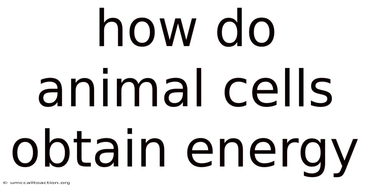 How Do Animal Cells Obtain Energy
