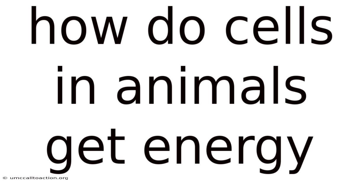 How Do Cells In Animals Get Energy