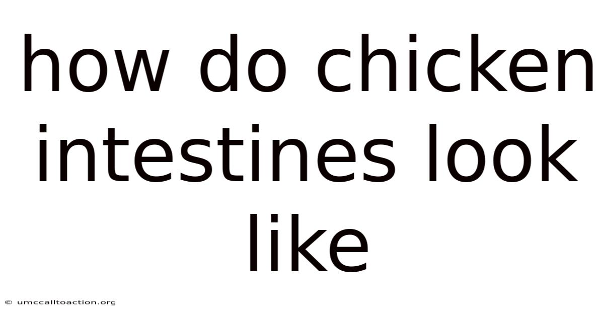 How Do Chicken Intestines Look Like
