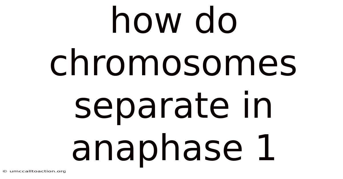 How Do Chromosomes Separate In Anaphase 1