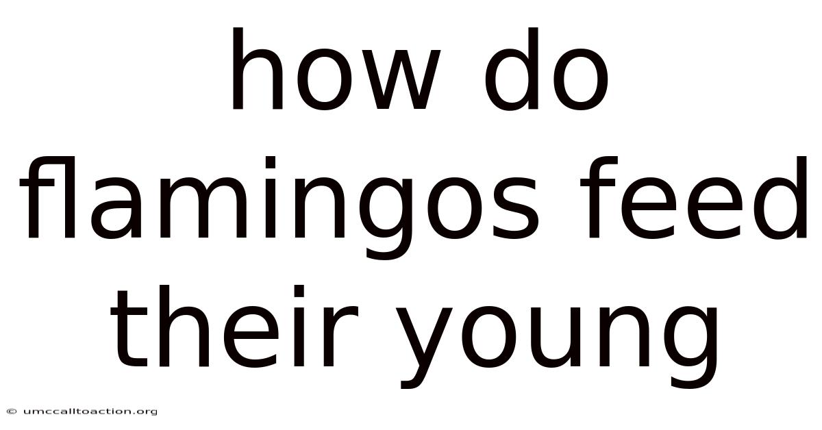 How Do Flamingos Feed Their Young