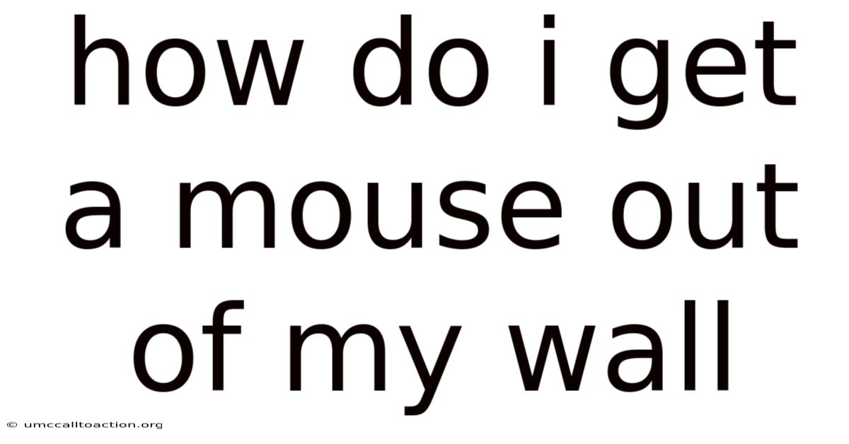 How Do I Get A Mouse Out Of My Wall