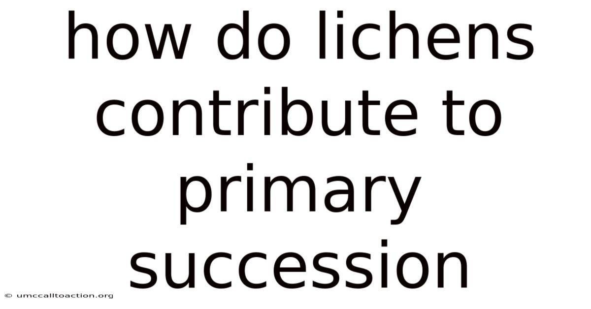 How Do Lichens Contribute To Primary Succession