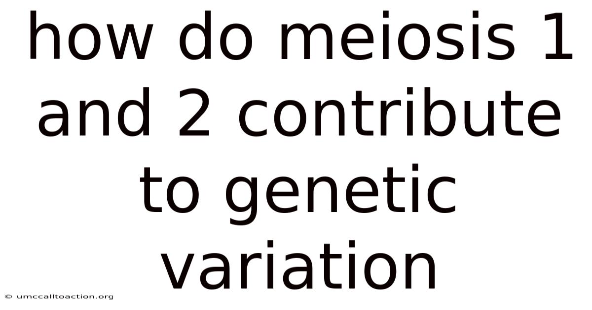 How Do Meiosis 1 And 2 Contribute To Genetic Variation