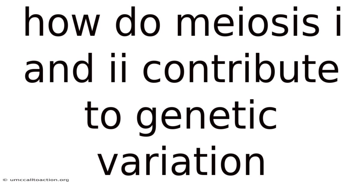 How Do Meiosis I And Ii Contribute To Genetic Variation