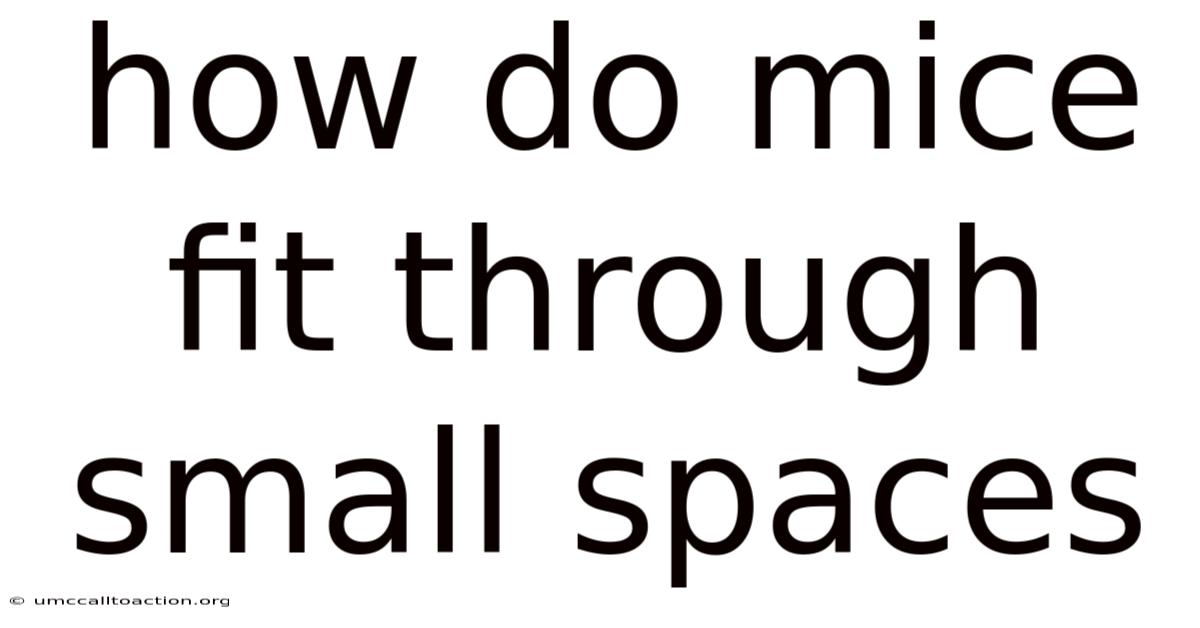 How Do Mice Fit Through Small Spaces