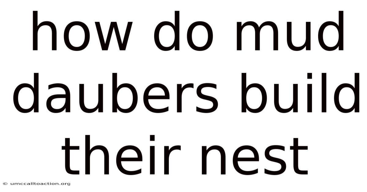 How Do Mud Daubers Build Their Nest