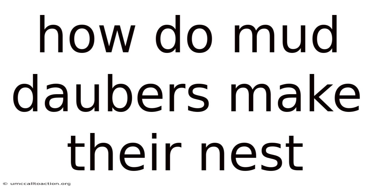 How Do Mud Daubers Make Their Nest
