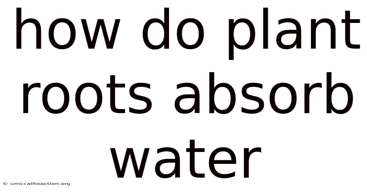 How Do Plant Roots Absorb Water
