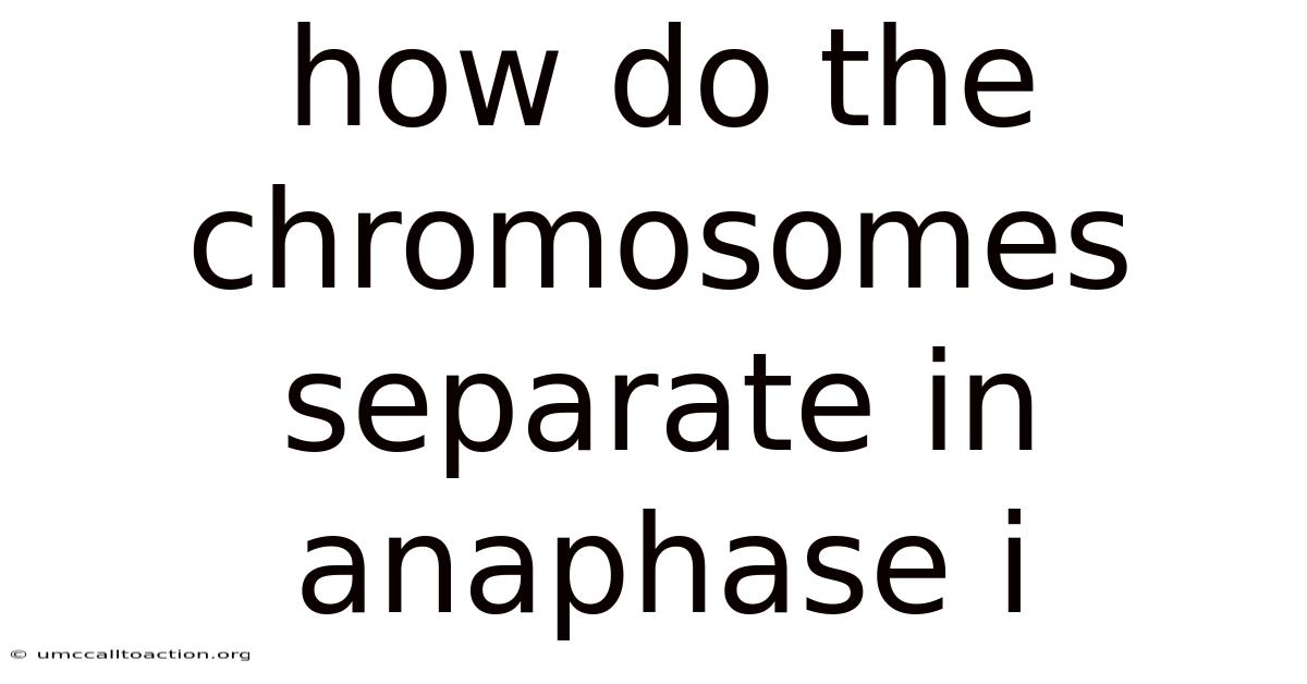 How Do The Chromosomes Separate In Anaphase I