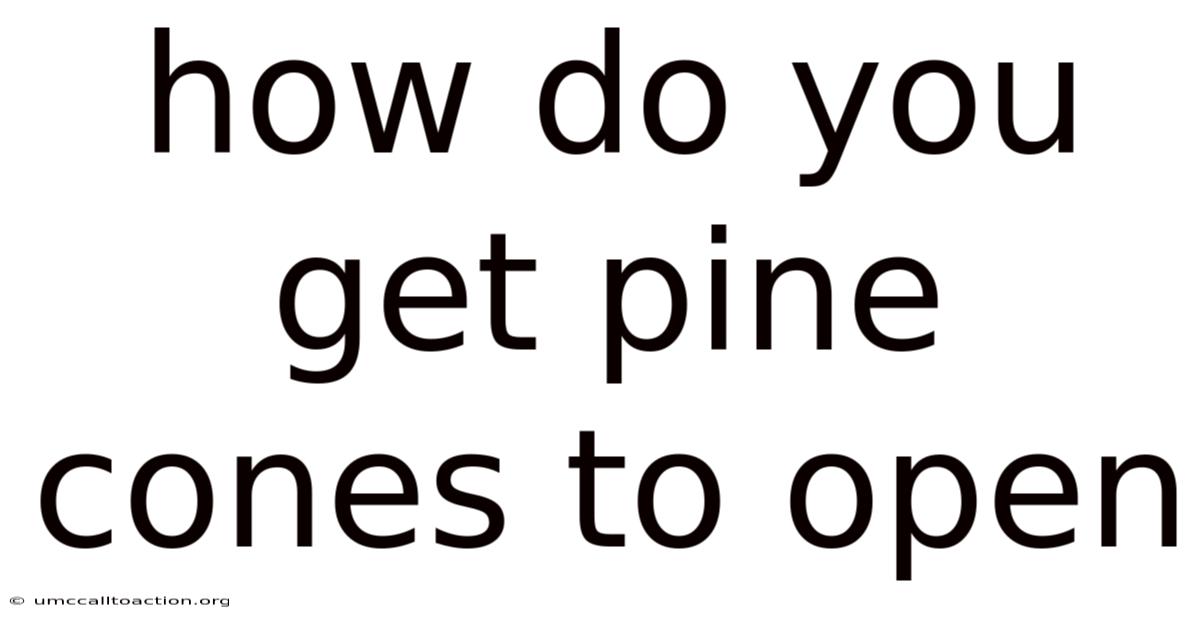 How Do You Get Pine Cones To Open