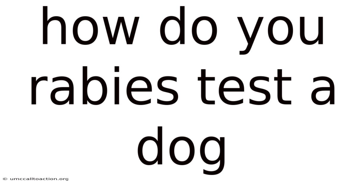 How Do You Rabies Test A Dog