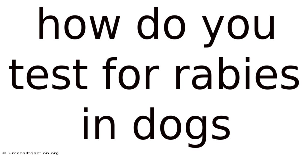 How Do You Test For Rabies In Dogs