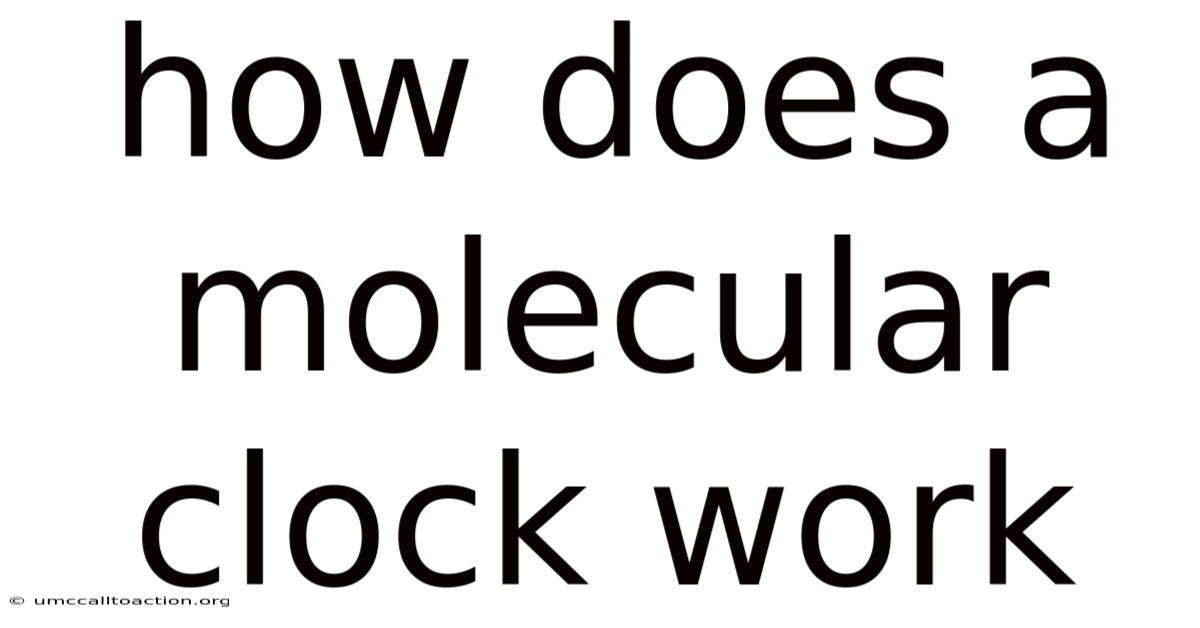How Does A Molecular Clock Work