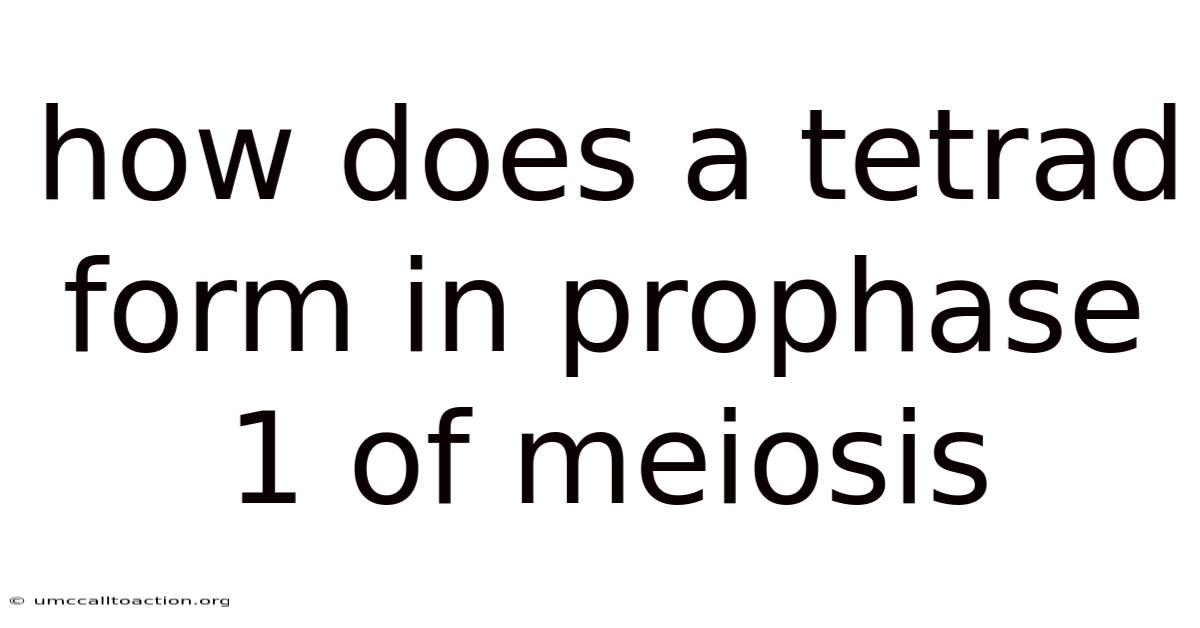 How Does A Tetrad Form In Prophase 1 Of Meiosis