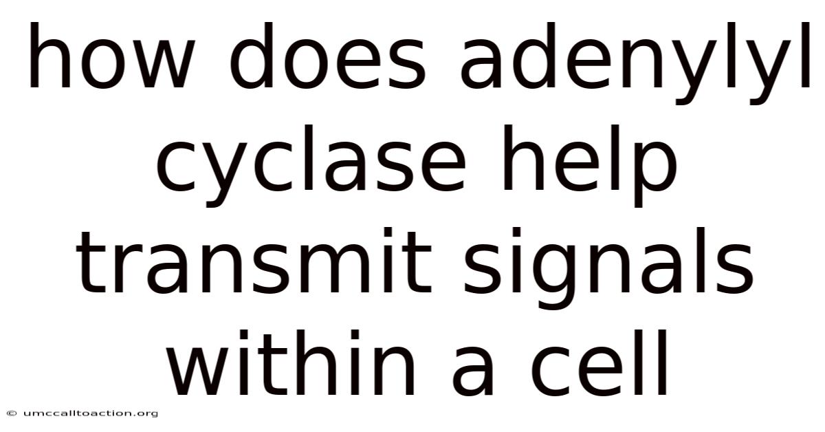 How Does Adenylyl Cyclase Help Transmit Signals Within A Cell