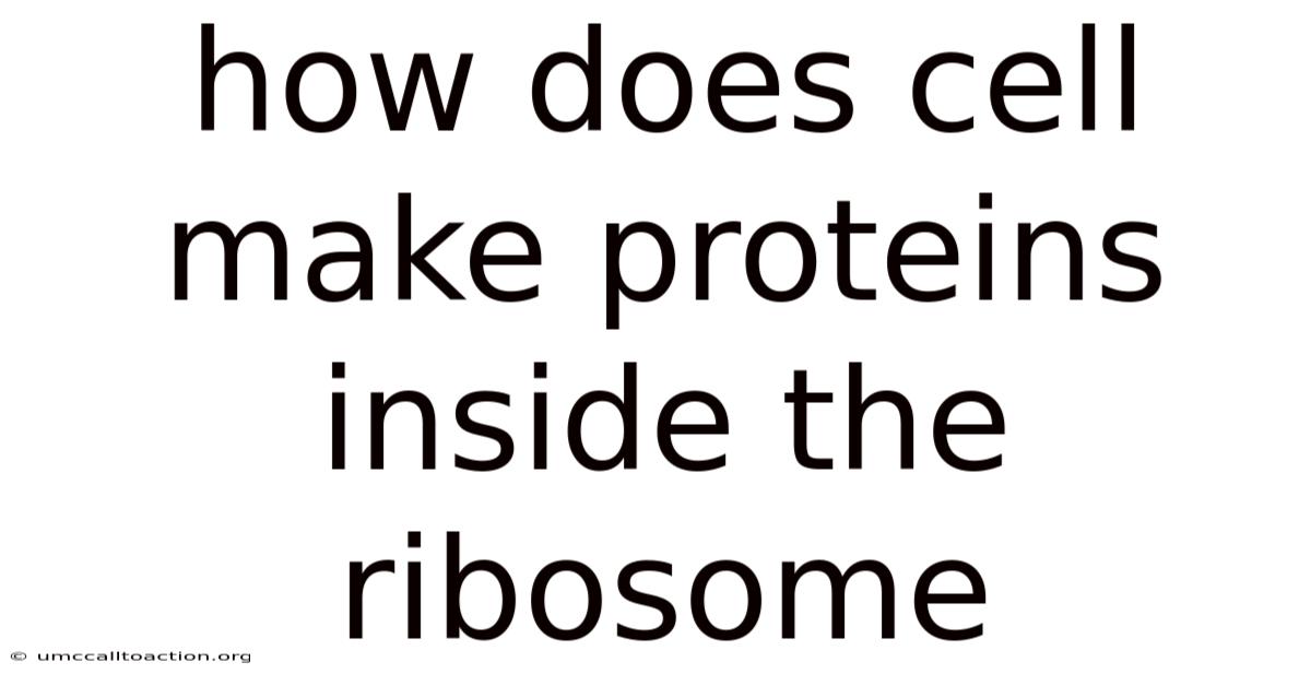 How Does Cell Make Proteins Inside The Ribosome
