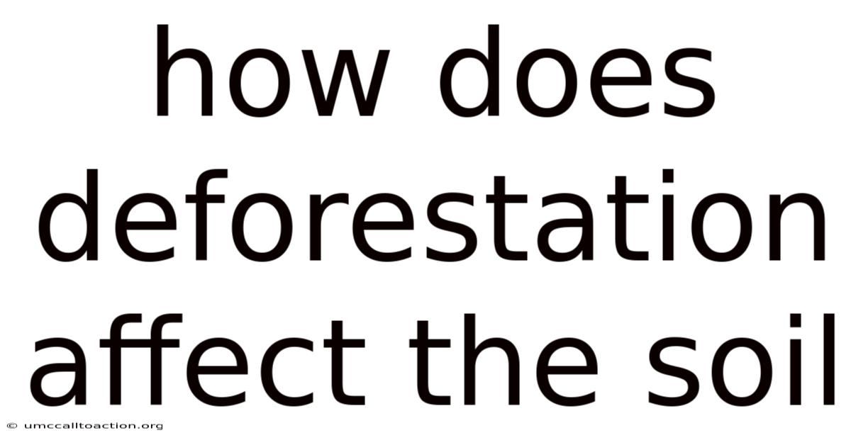 How Does Deforestation Affect The Soil