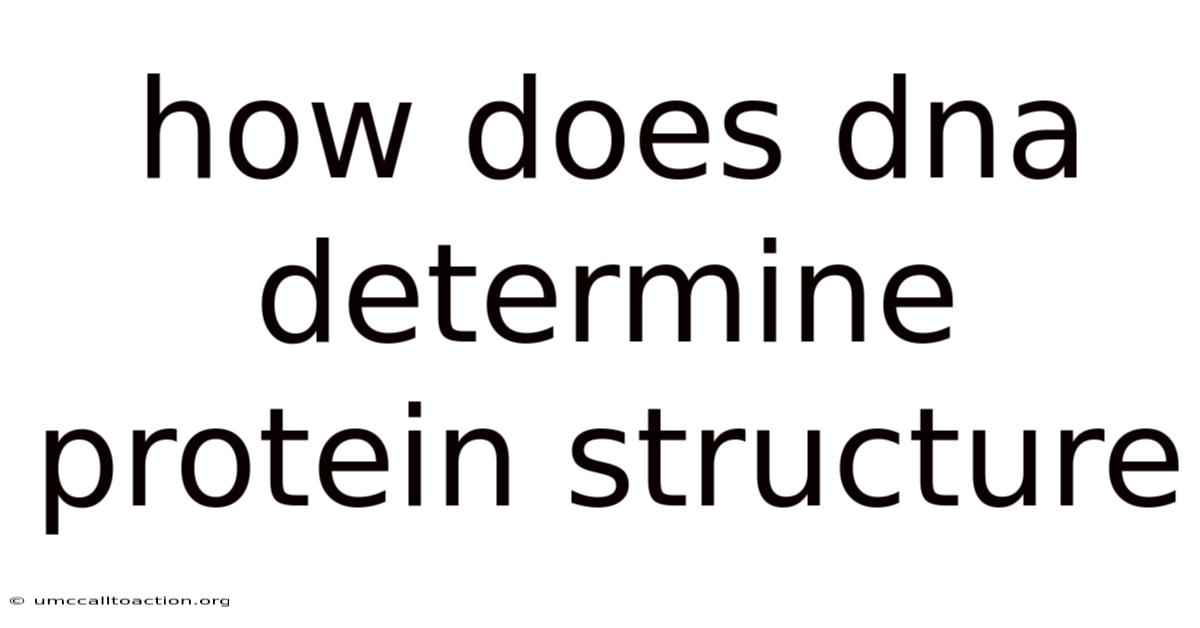 How Does Dna Determine Protein Structure