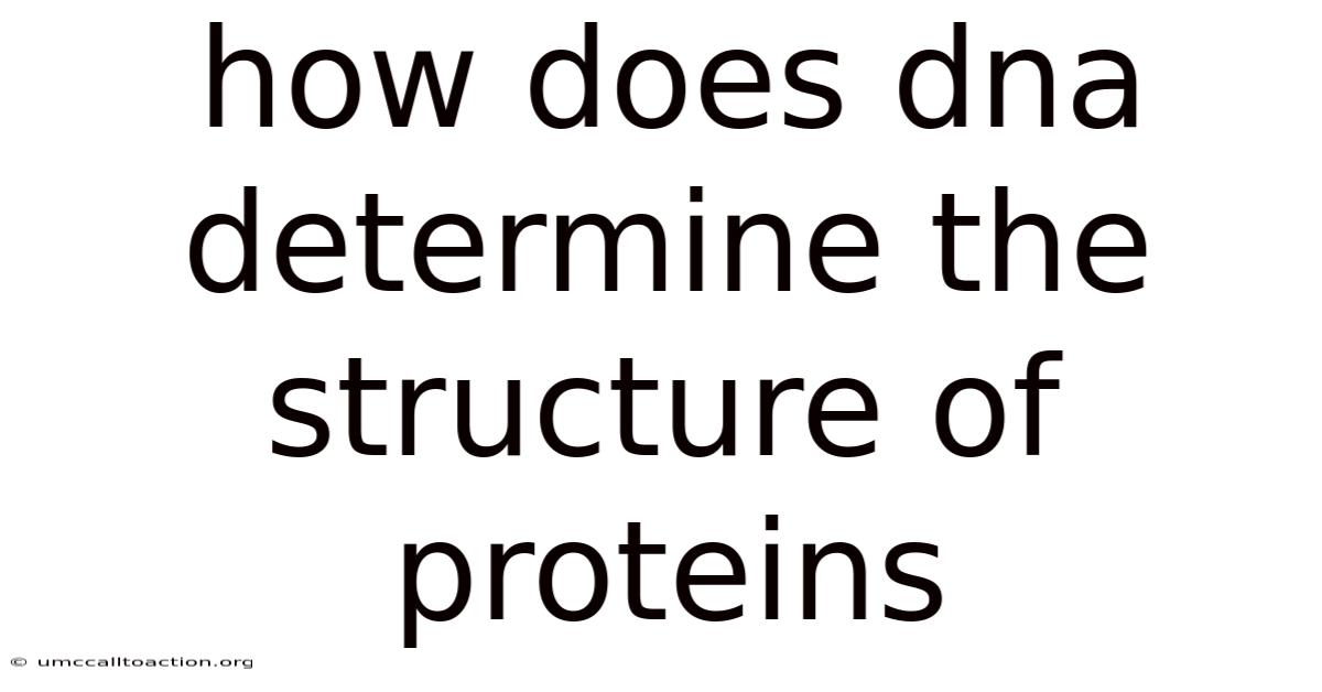 How Does Dna Determine The Structure Of Proteins