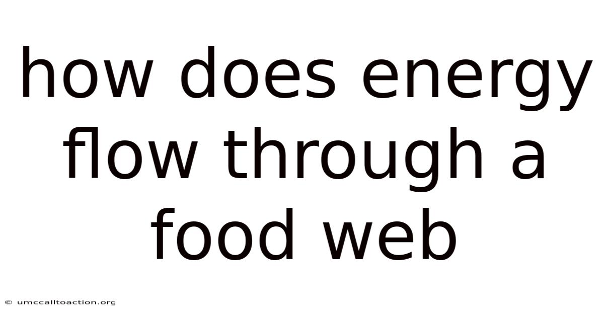 How Does Energy Flow Through A Food Web