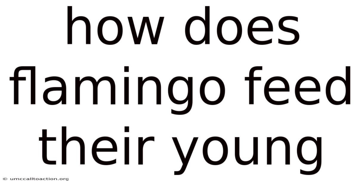 How Does Flamingo Feed Their Young