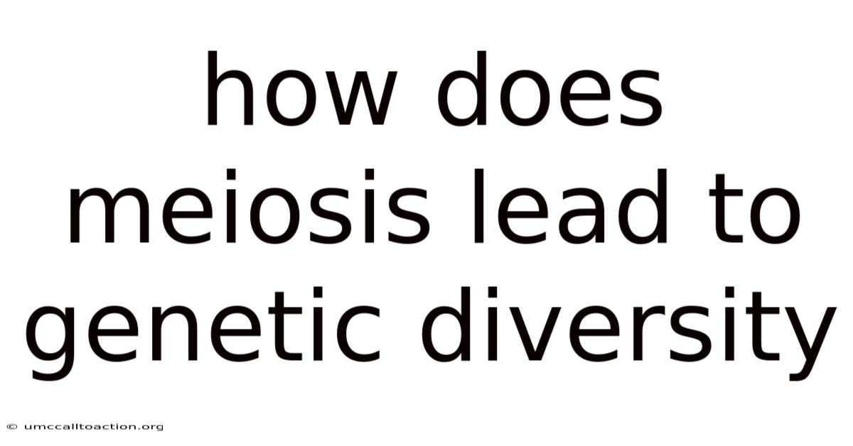 How Does Meiosis Lead To Genetic Diversity