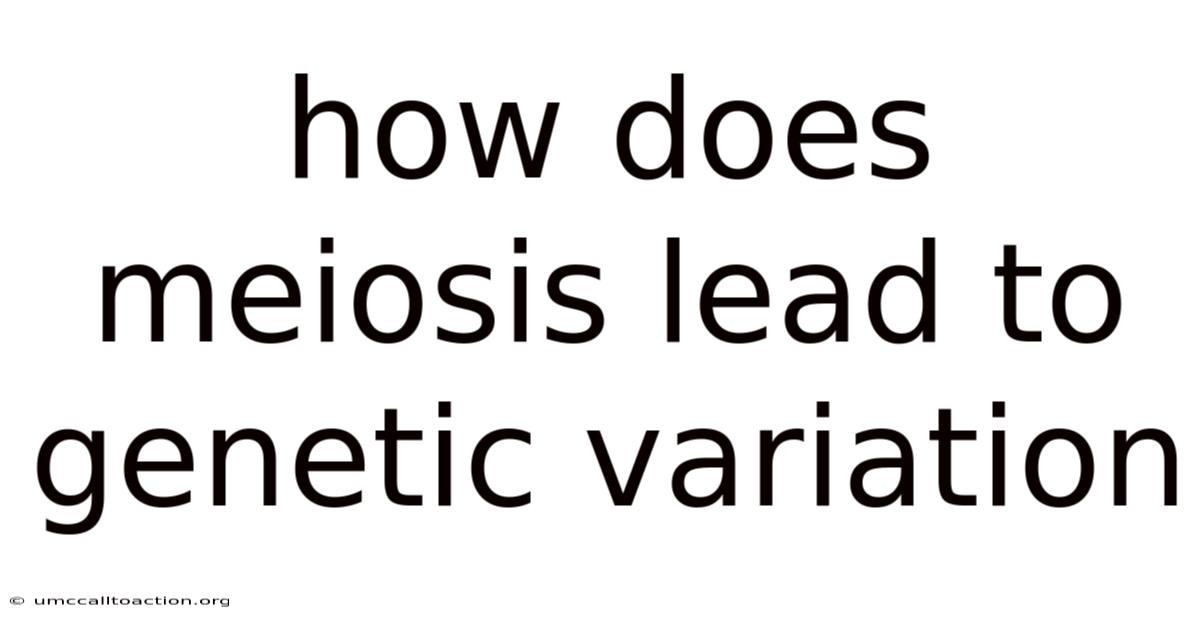 How Does Meiosis Lead To Genetic Variation