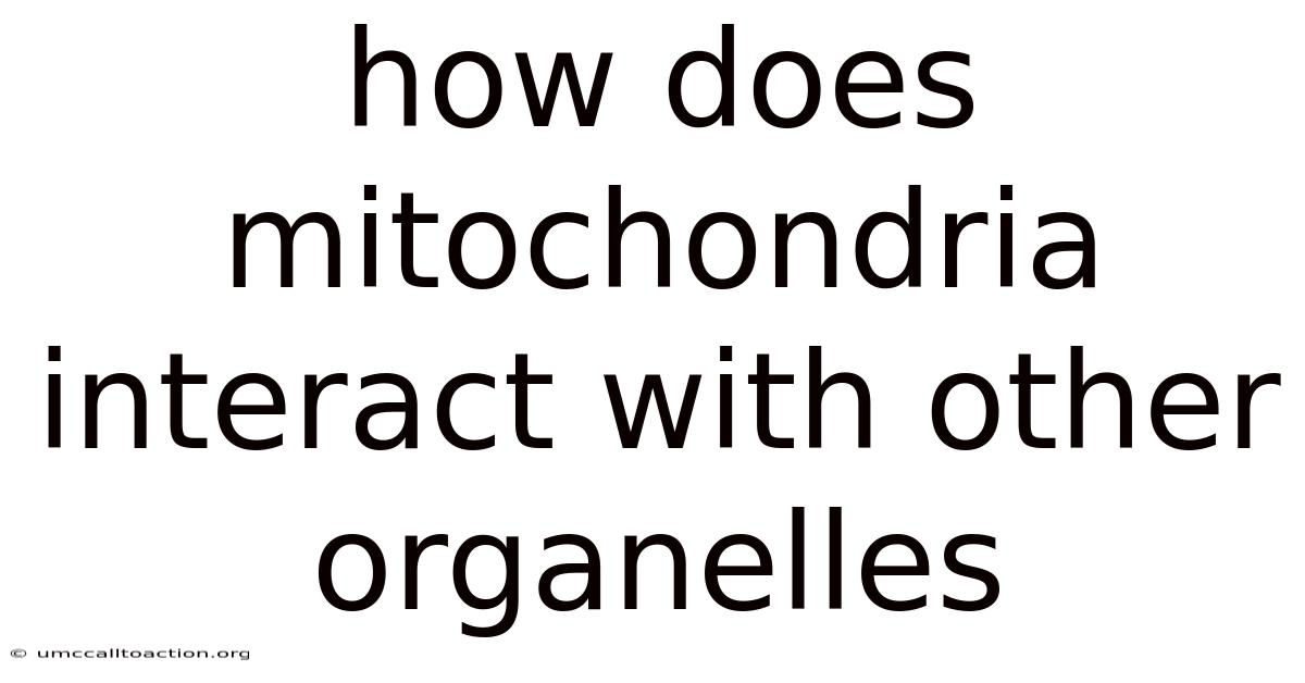 How Does Mitochondria Interact With Other Organelles