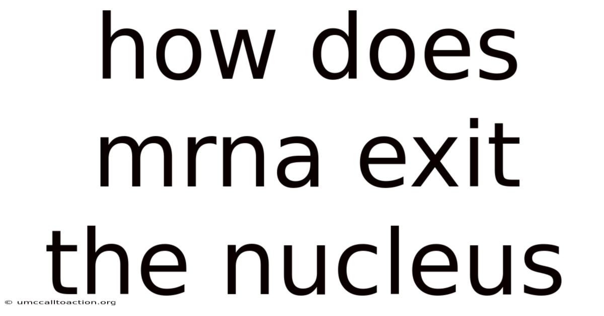 How Does Mrna Exit The Nucleus