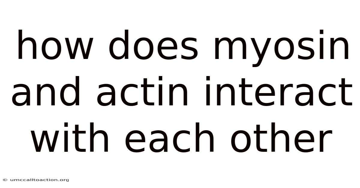 How Does Myosin And Actin Interact With Each Other