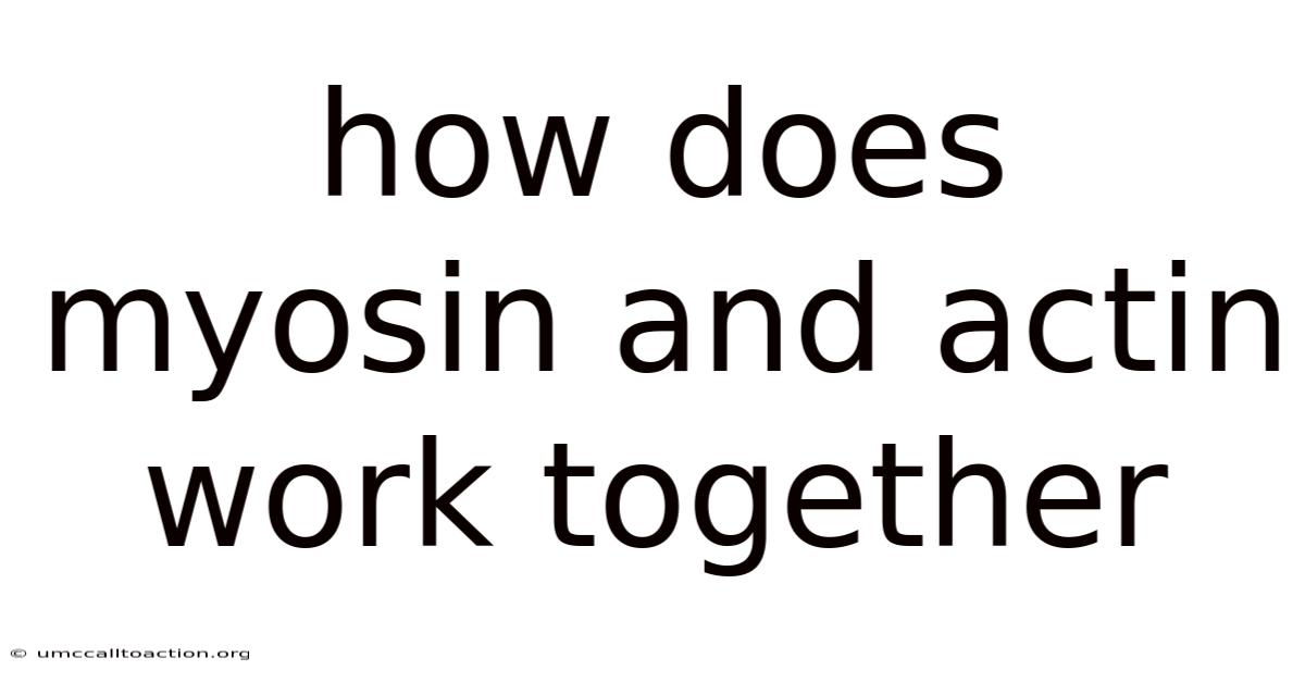 How Does Myosin And Actin Work Together