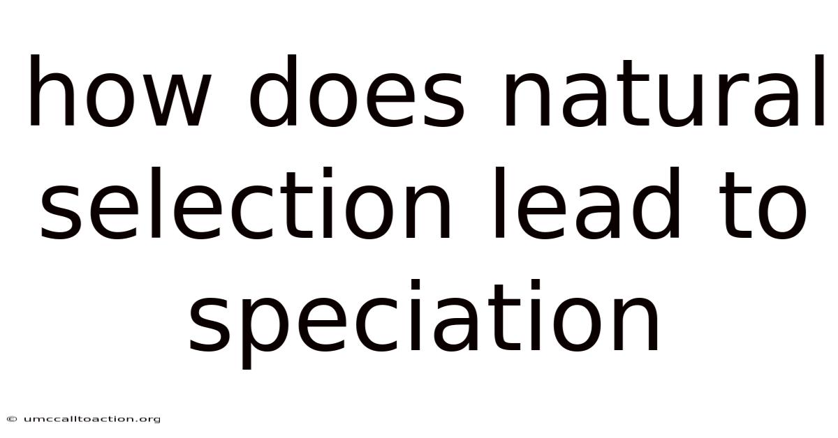 How Does Natural Selection Lead To Speciation