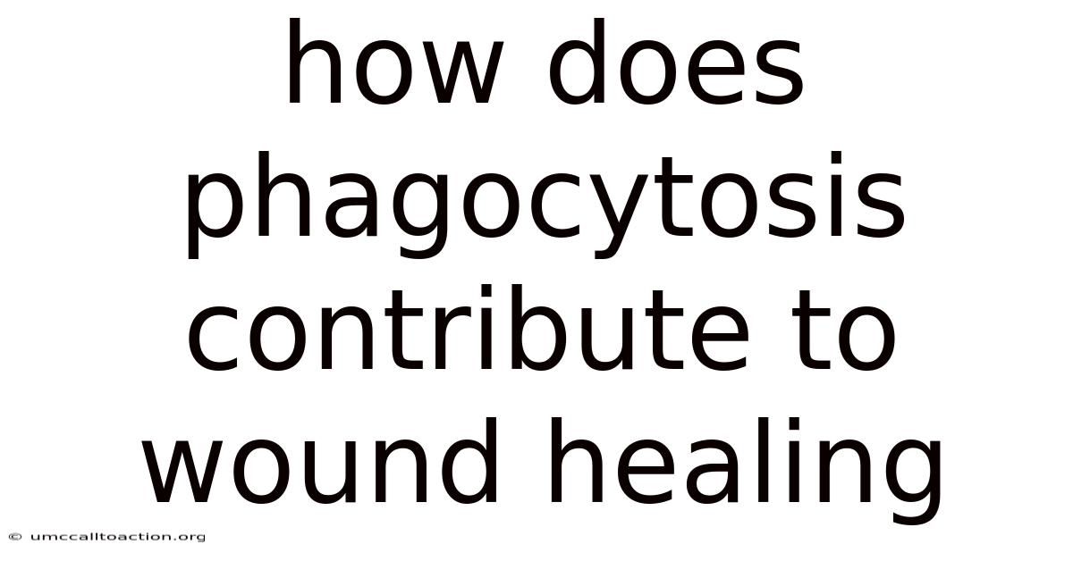 How Does Phagocytosis Contribute To Wound Healing