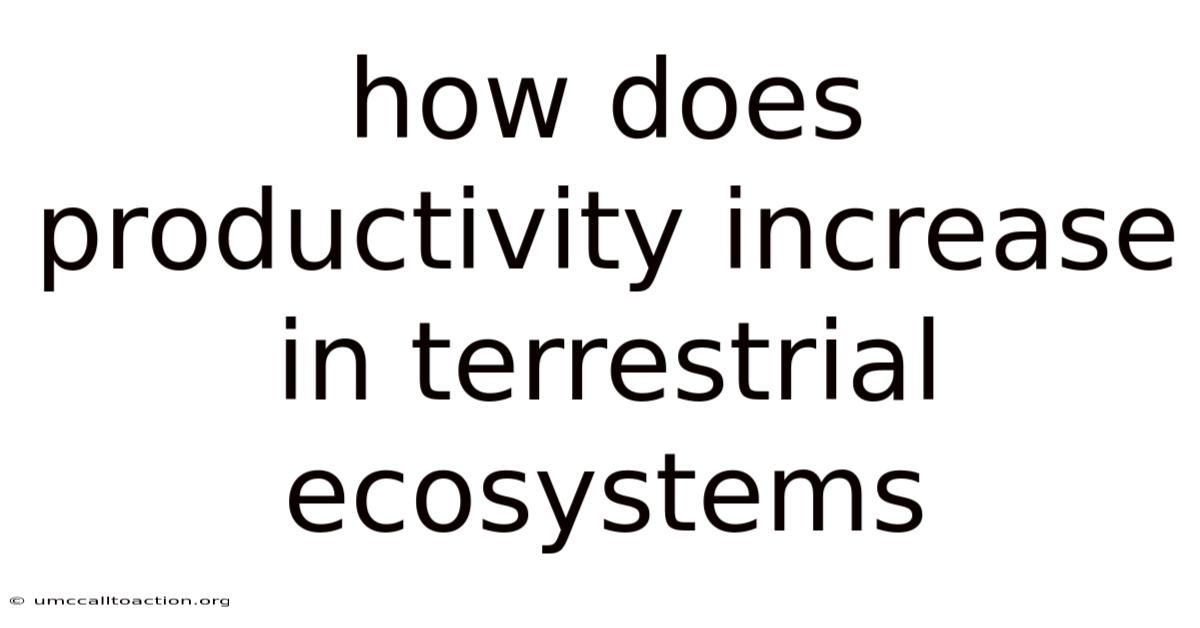 How Does Productivity Increase In Terrestrial Ecosystems