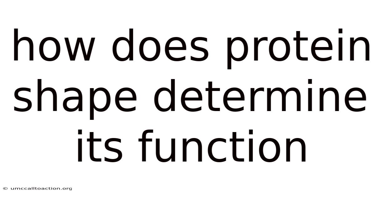 How Does Protein Shape Determine Its Function