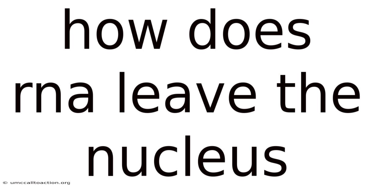 How Does Rna Leave The Nucleus