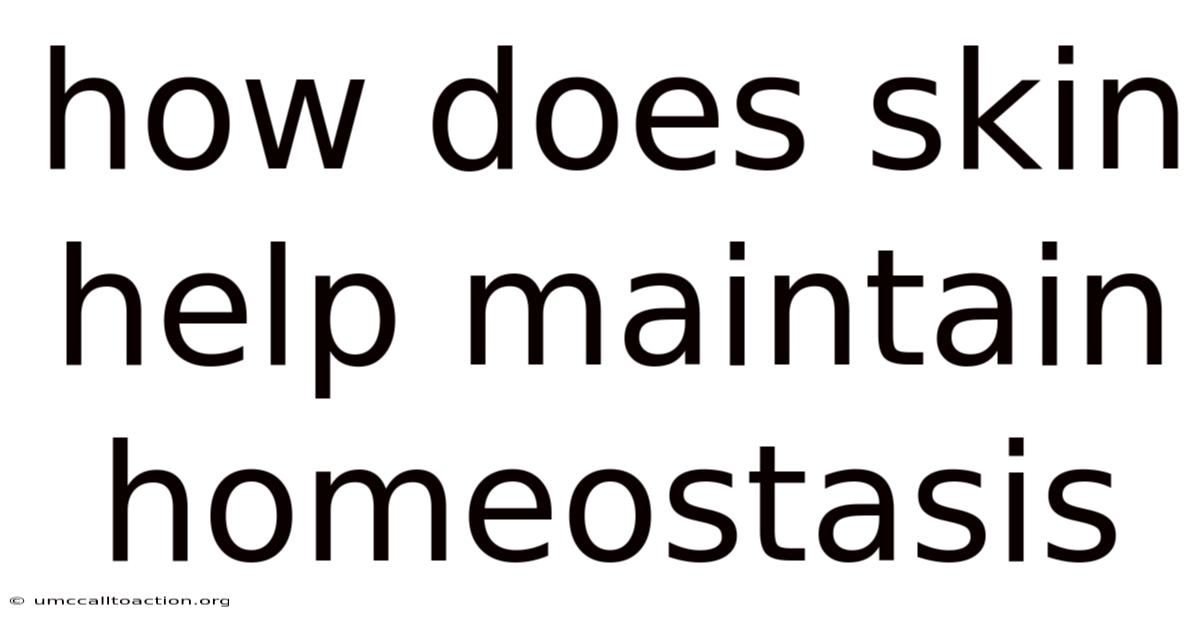 How Does Skin Help Maintain Homeostasis