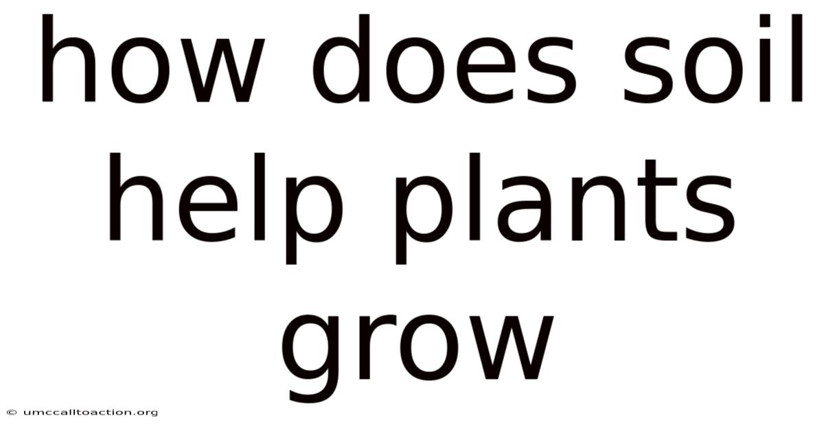 How Does Soil Help Plants Grow
