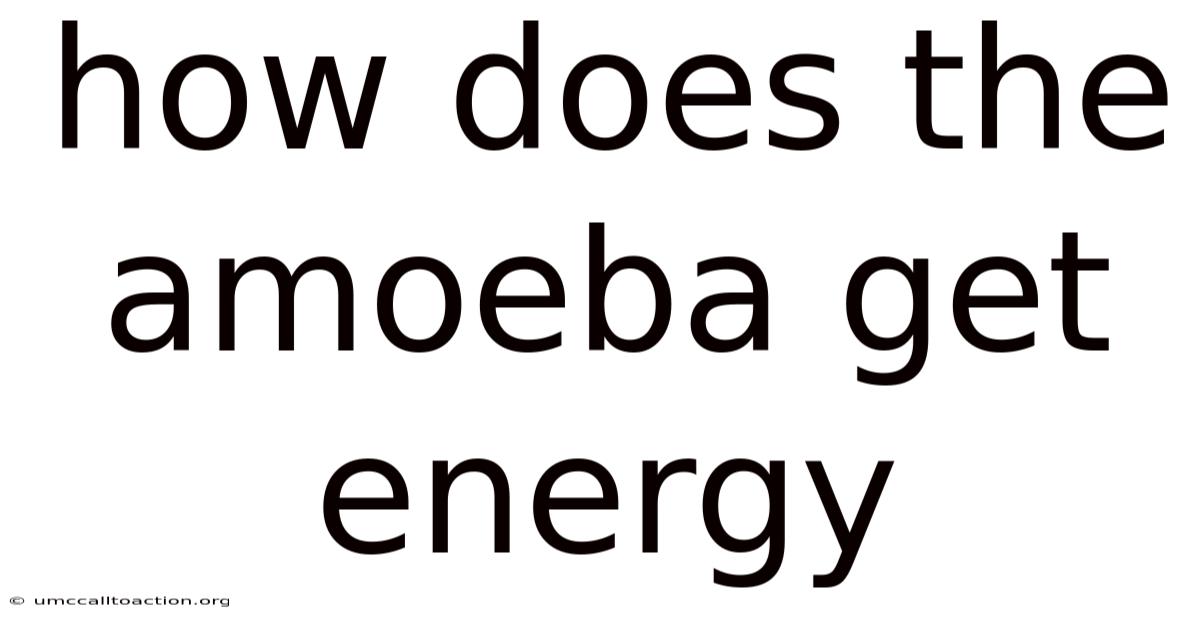 How Does The Amoeba Get Energy