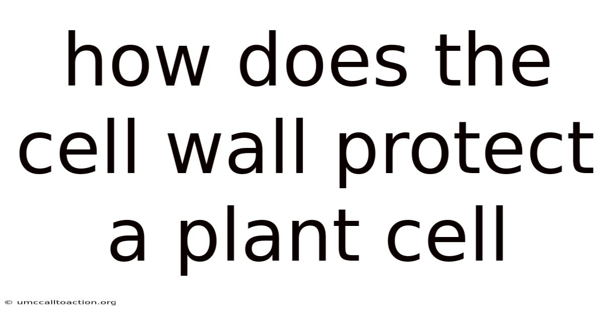 How Does The Cell Wall Protect A Plant Cell