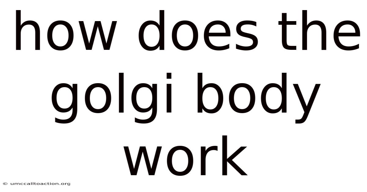 How Does The Golgi Body Work