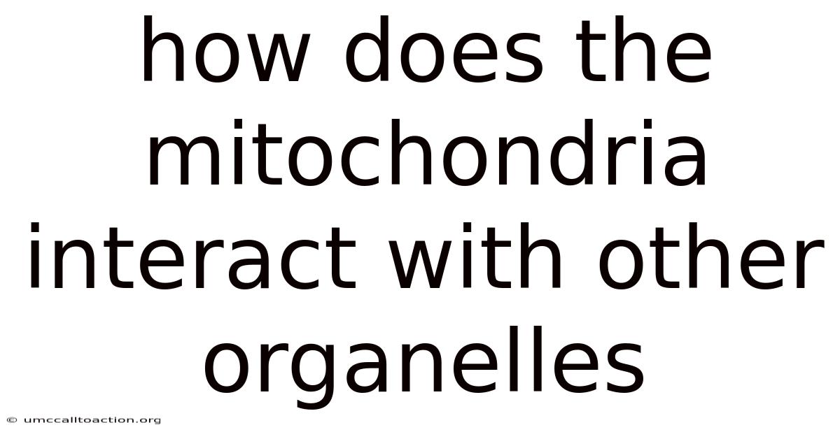 How Does The Mitochondria Interact With Other Organelles