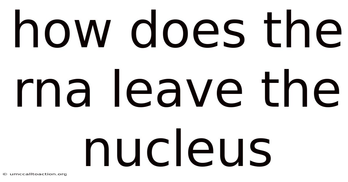 How Does The Rna Leave The Nucleus