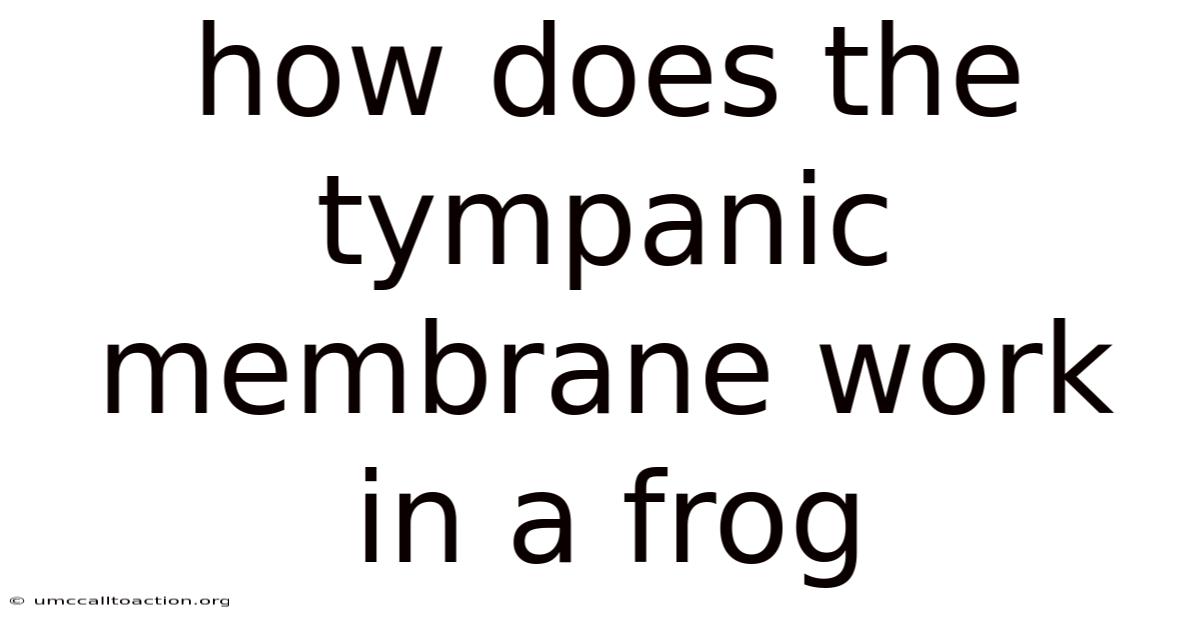 How Does The Tympanic Membrane Work In A Frog