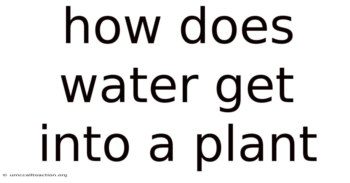 How Does Water Get Into A Plant