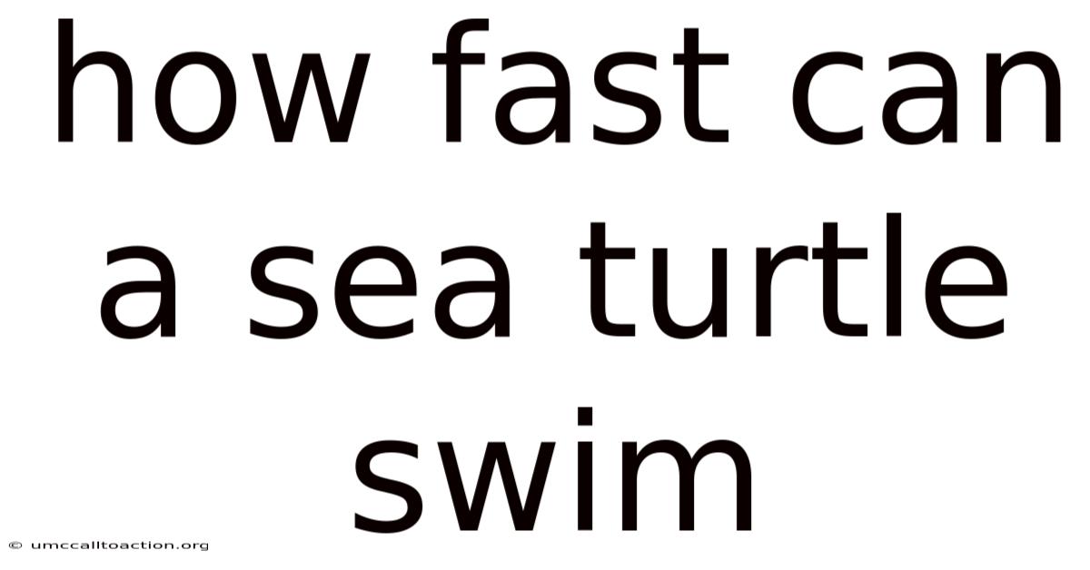 How Fast Can A Sea Turtle Swim