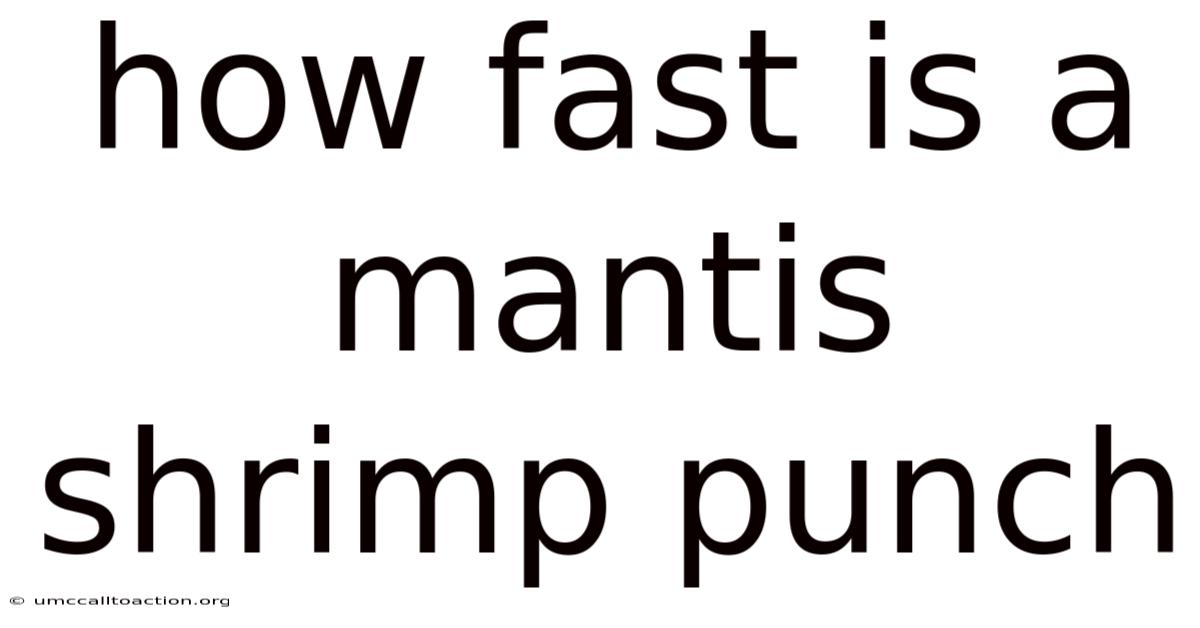 How Fast Is A Mantis Shrimp Punch