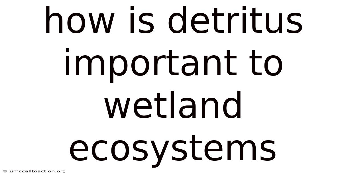 How Is Detritus Important To Wetland Ecosystems