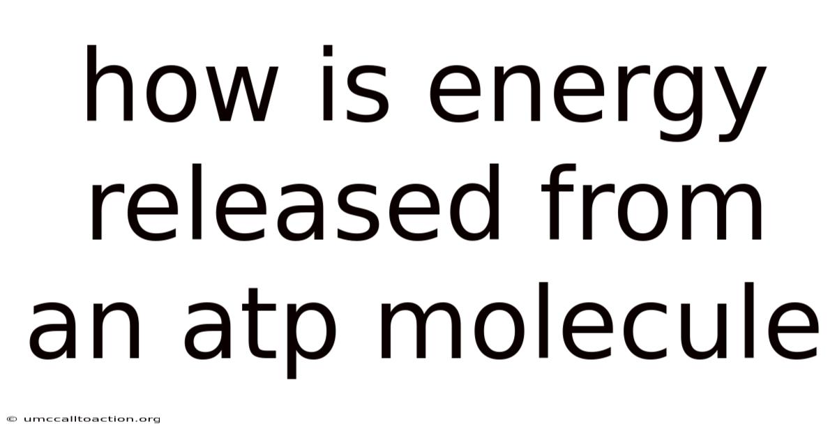 How Is Energy Released From An Atp Molecule